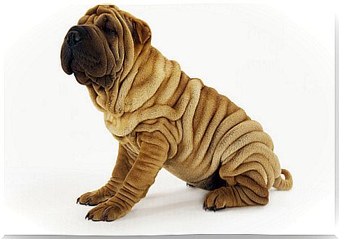 4 beautiful dog breeds with wrinkles