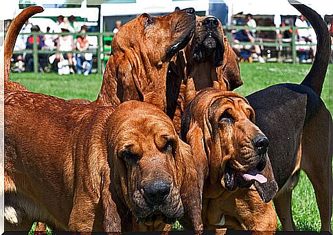 Bloodhounds.