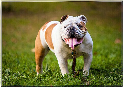 English Bulldog.