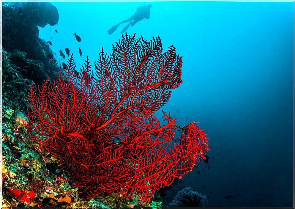 4 types of corals