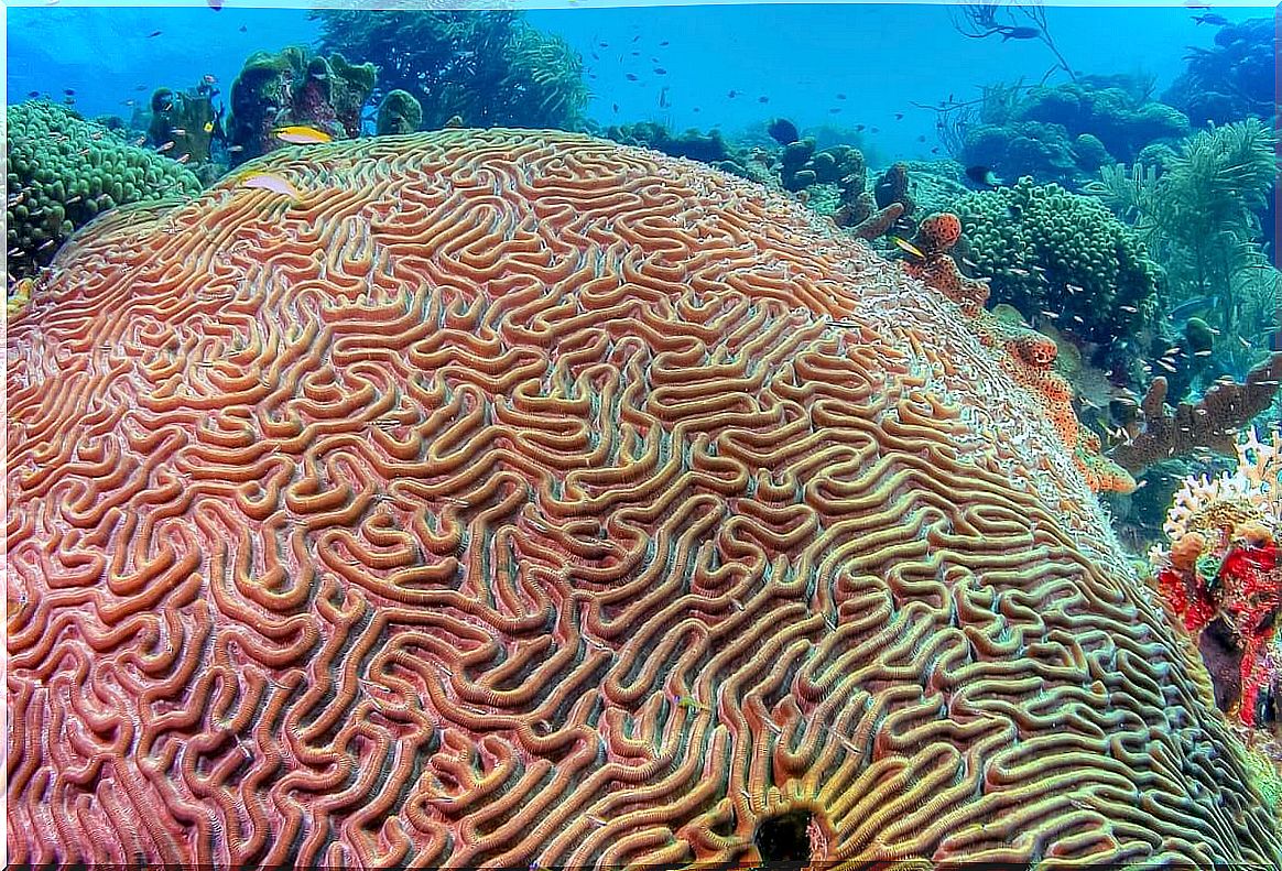 One of the types of corals.