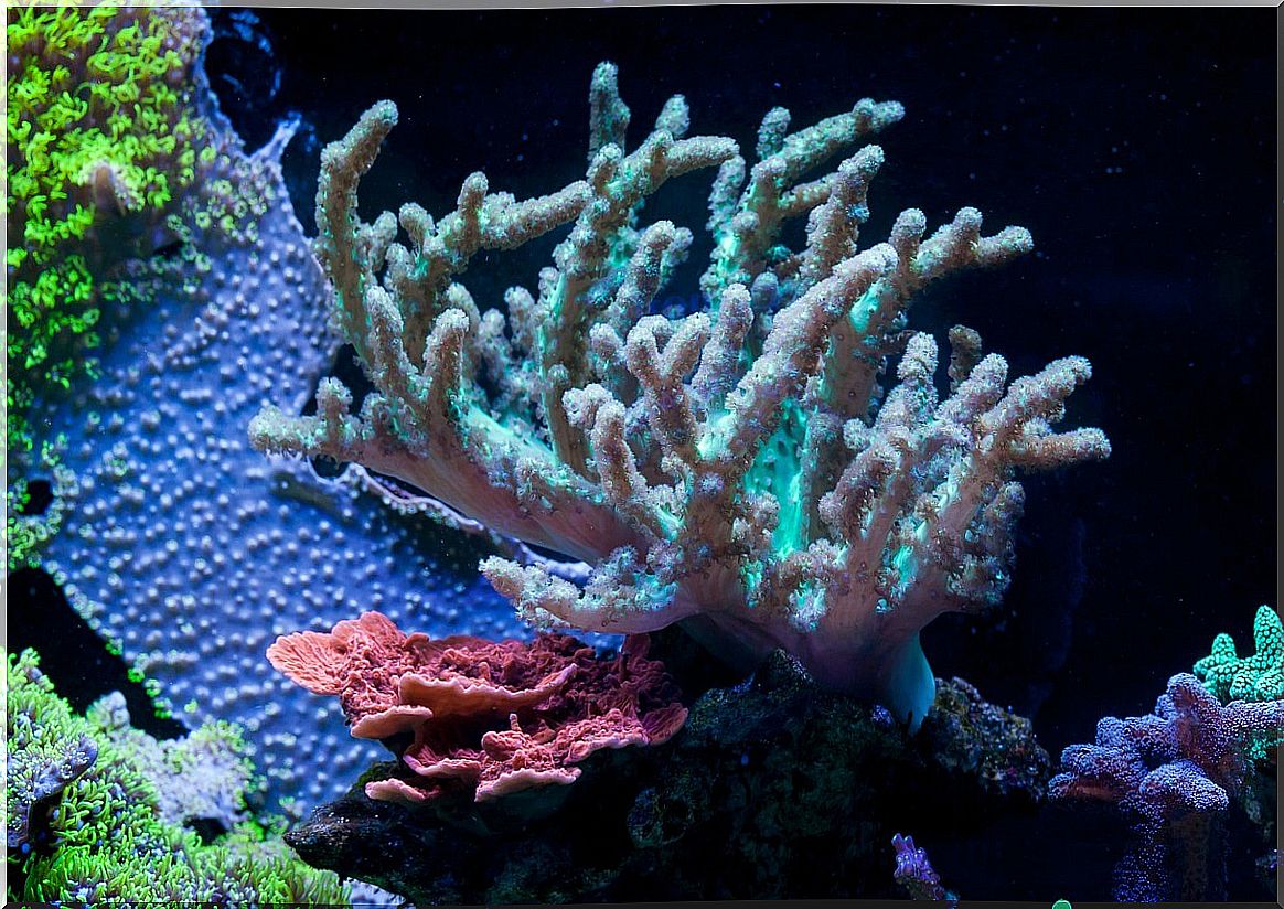 An example of soft coral.