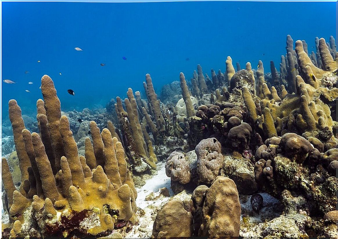 A type of pillar-shaped coral.