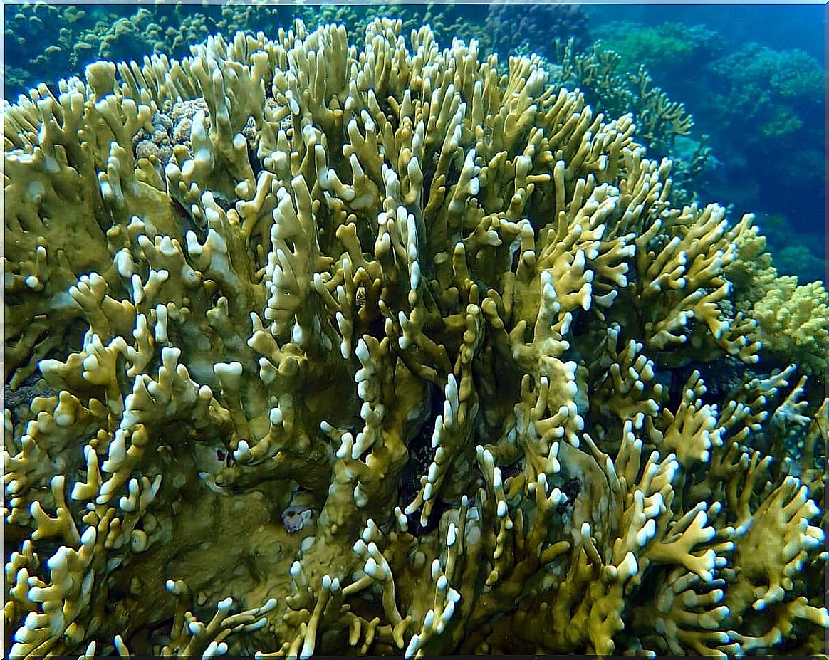 Another type of coral.