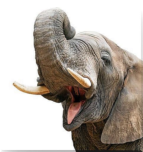 5 interesting facts about the elephant's trunk