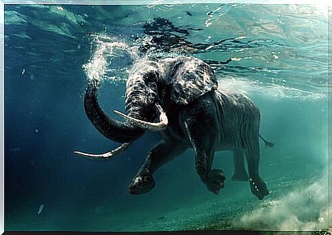 Elephant in the water