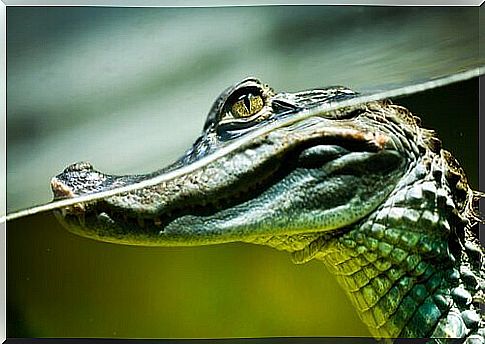 a caiman emerges from the water