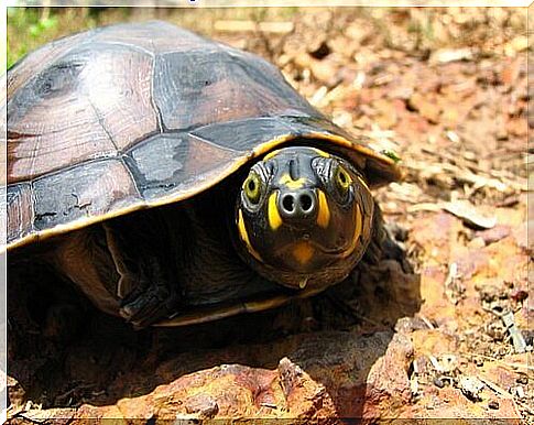 an Amazon tortoise