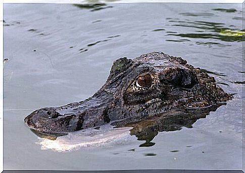 black caiman in the water