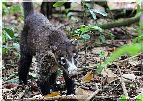 Coati looking for food on the ground