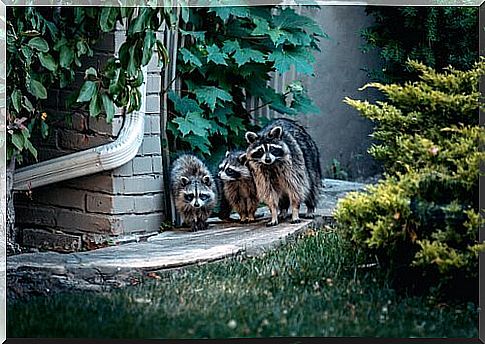 Raccoons walk near a house