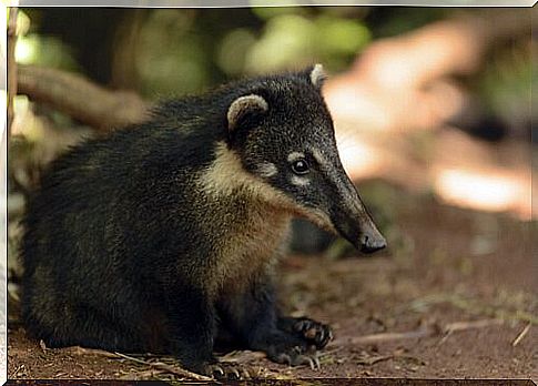 a common badger rests in the shade near a log