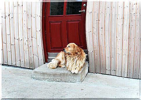 5 tips for leaving your dog in a boarding house