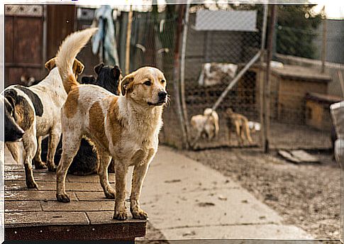 dogs at the kennel