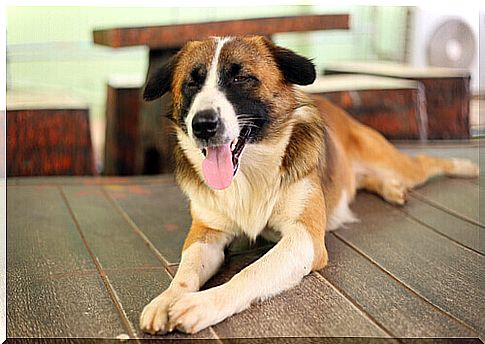 blind dog lying down