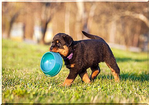 5 very important nutrients for puppies