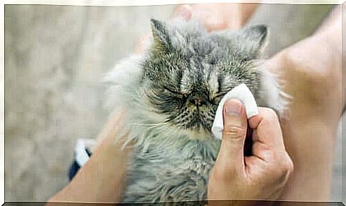 6 causes of eye problems in cats