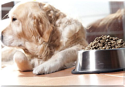 sitting dog and bowl with kibble