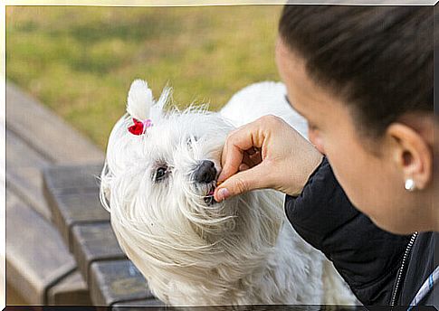 mistress hands food to white poodle