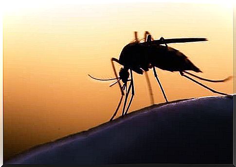 7 curiosities about mosquitoes you didn't know