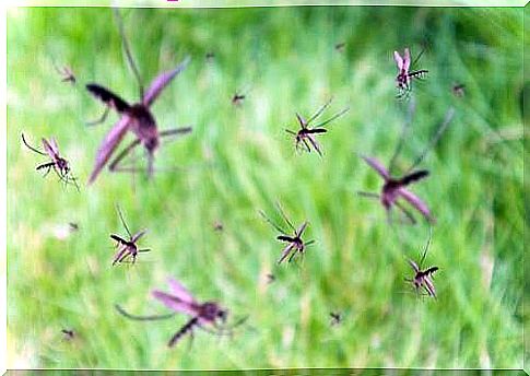 Flock of mosquitoes