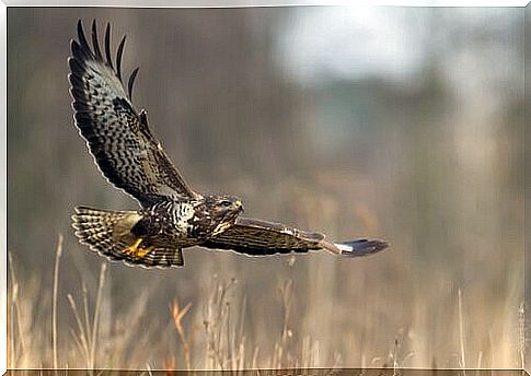 Buzzard in flight