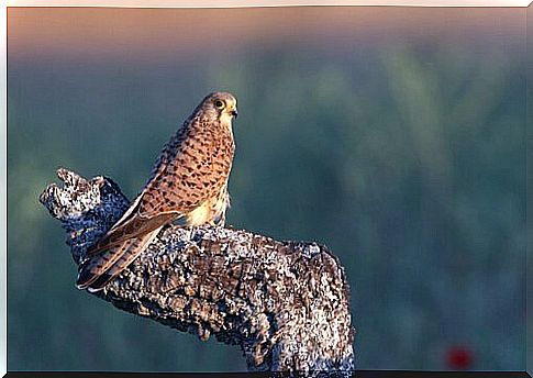 Kestrel resting on a branch at sunset