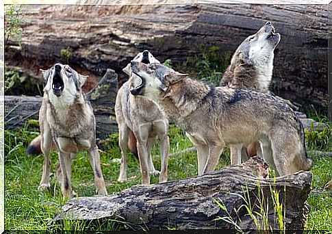 Wolves howling