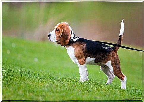 Beagle puppy on a leash