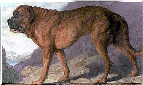 9 extinct dog breeds you should know