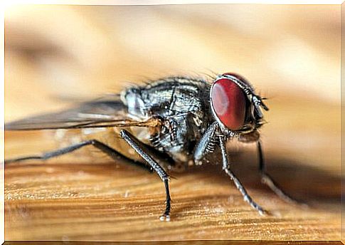 9 species of flies you need to know