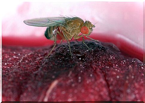 Fruit fly