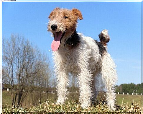 A coarse-haired fox terrier, a shrewd and brave dog