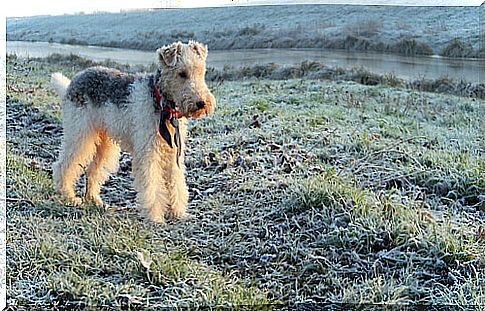 Rough-haired fox terrier in the countryside