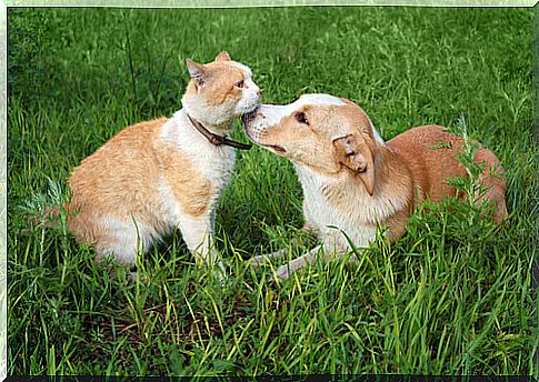 friendship-between-dog-and-cat