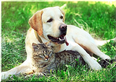 pets-dog-and-cat