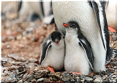 Adopt a penguin, against extinction