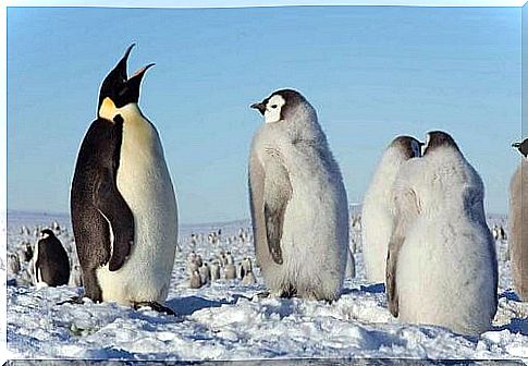 an adult penguin surrounded by some young penguins