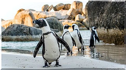 a group of pinghuini on the ice