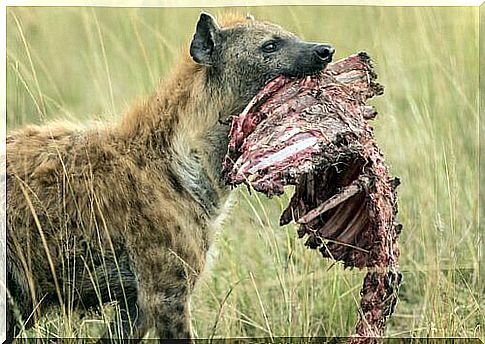 All about the behavior of hyenas