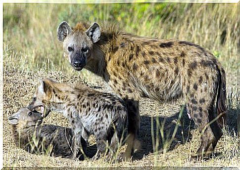 a hyena mom with two cubs