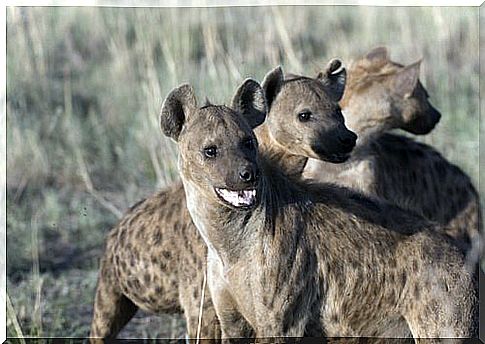 three young hyenas in the savannah