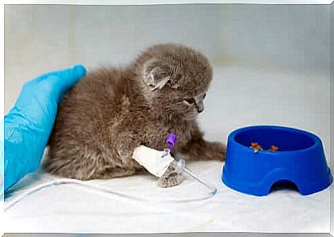 Kitten with drip treating anemia in cats