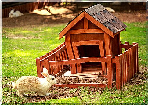 rabbit on the lawn