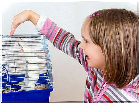 little girl and hamster