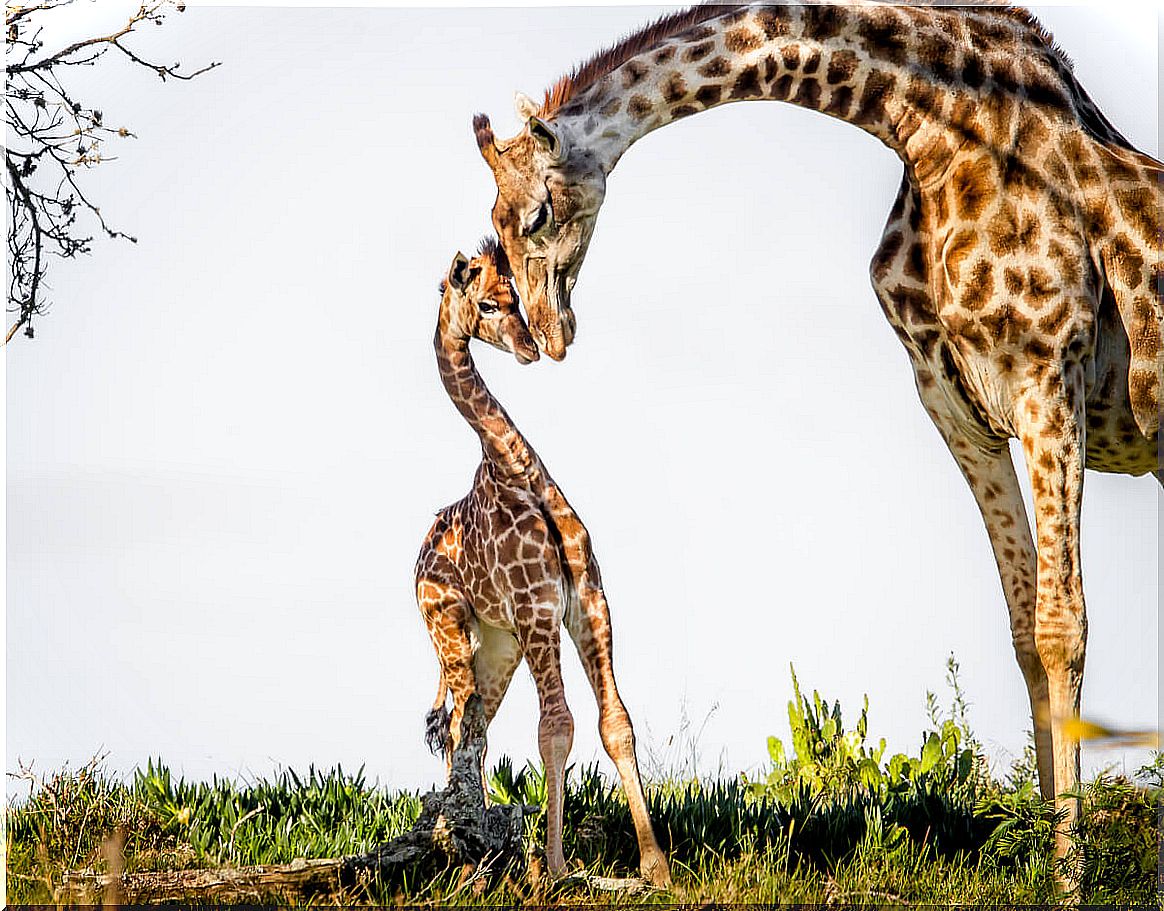 Giraffes are animals that sleep on their feet.