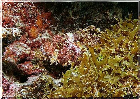 Fish camouflages itself among the rocks