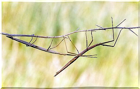 Stick insect