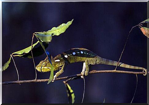 Chameleon among camouflaged animals