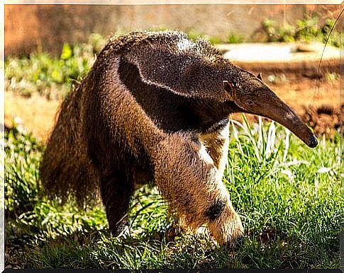 Anteater: characteristics and behavior